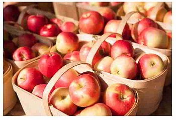 Apple Growers Assessment Vote June 27th