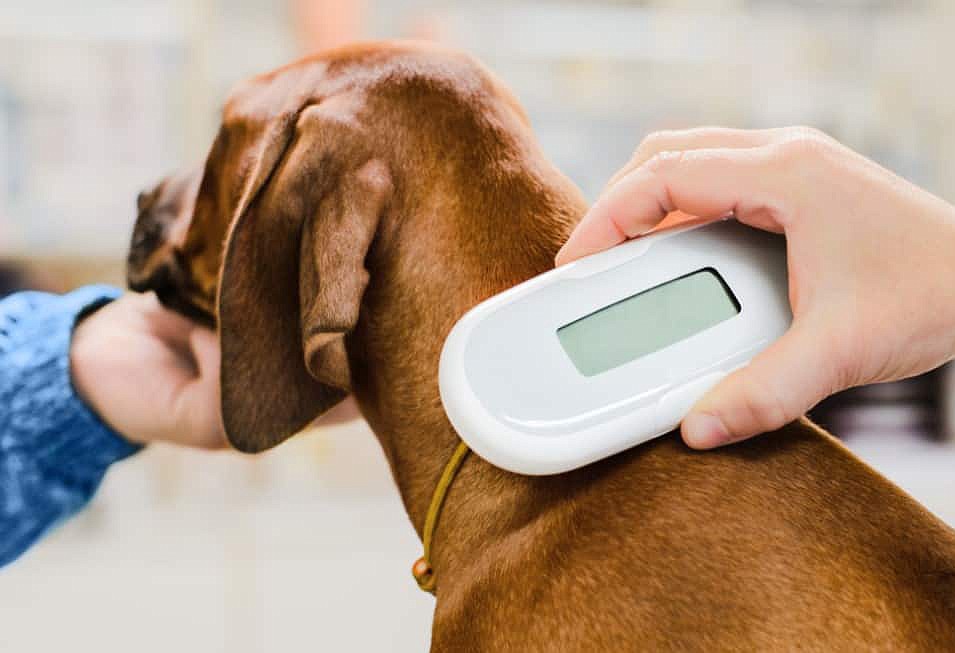 Implanting identifying microchips beneath the skin of your dogs and cats can save their lives. In recent years, these microchips have helped save the lives of countless pets.